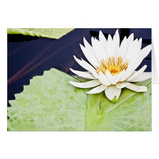 Joy Cards (Front Horizontal)