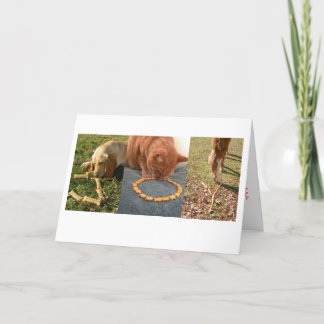 JOY pets Holiday Card