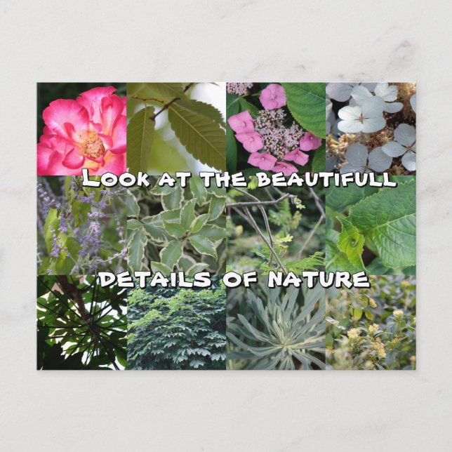 joy text flower green leaf spring postcard (Front)