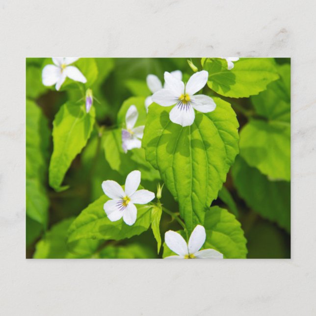 Joyce Kilmer-Slickrock Wilderness Postcard (Front)