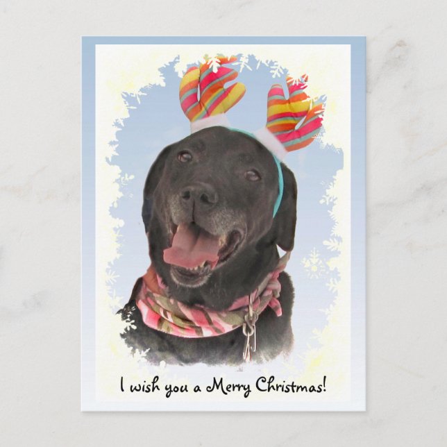 Joyful Black Labrador Retriever Christmas Postcard (Front)