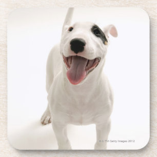 Joyful Bull terrier Drink Coaster