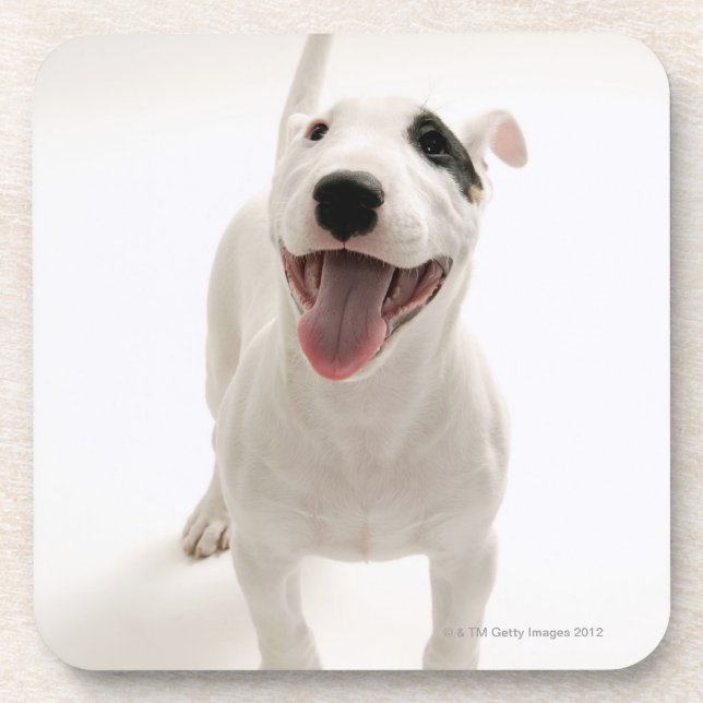 Joyful Bull terrier Drink Coaster (Front)