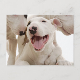 Joyful Bull terriers Postcard