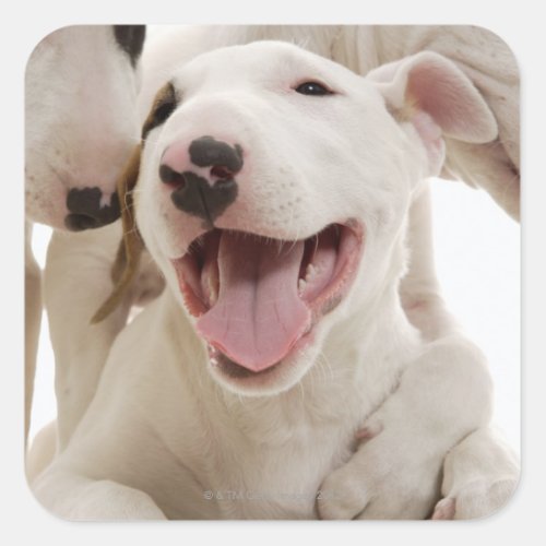 Joyful Bull terriers Square Sticker
