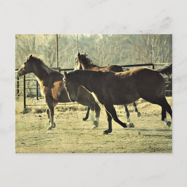 Joyful Horses Postcard (Front)
