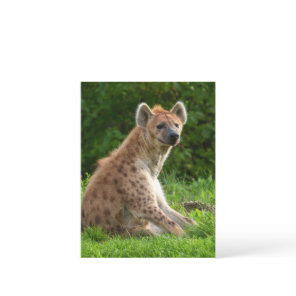 Joyful Hyena Amidst Greenery Postcard