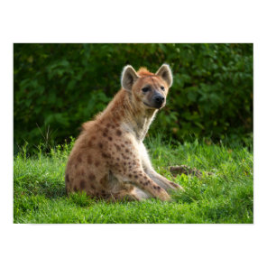 Joyful Hyena Amidst Greenery Poster
