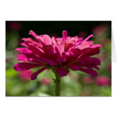 Joyful Zinnia (Front Horizontal)