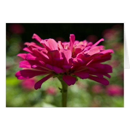 Joyful Zinnia (Front Horizontal)