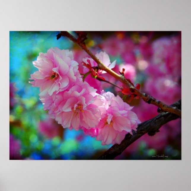 Joys of Summer - pink cherry blossoms Poster (Front)