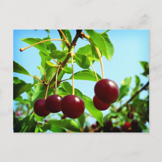Joys of Summer red cherries Postcard (Front)