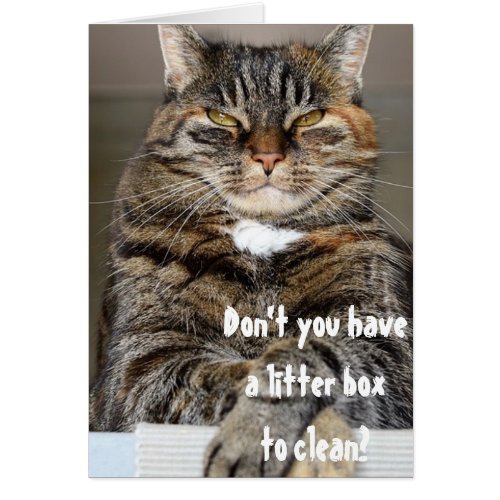 Judgmental Cat Angry Clean Litter Box Funny Humor