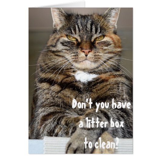 Judgmental Cat Angry Clean Litter Box Funny Humor Cards (Front)