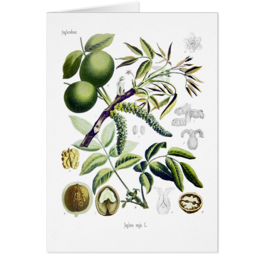 Juglans regia (walnut) cards (Front)