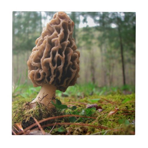 Juicy Morels Ceramic Tile