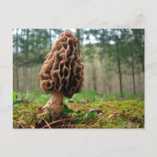 Juicy Morels Postcard