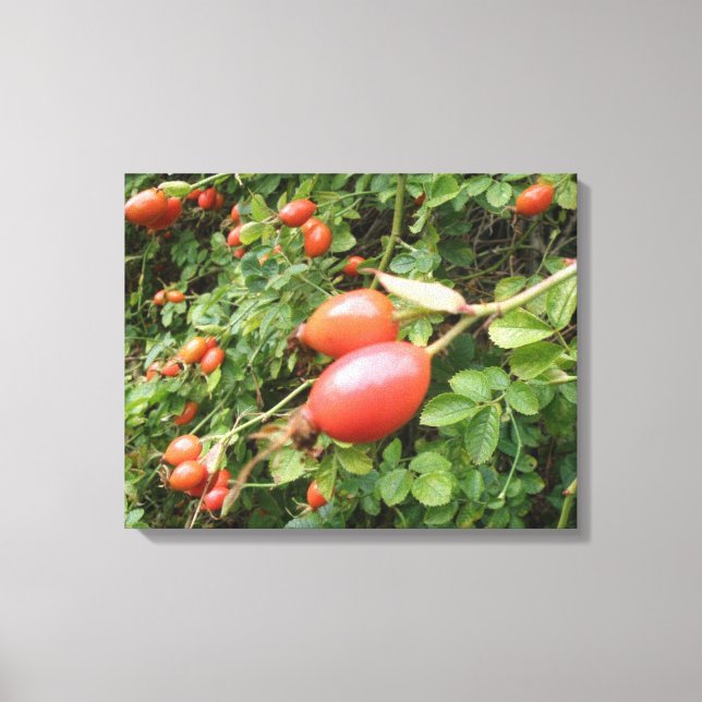 Juicy Red Rose Hips Canvas Print (Front)