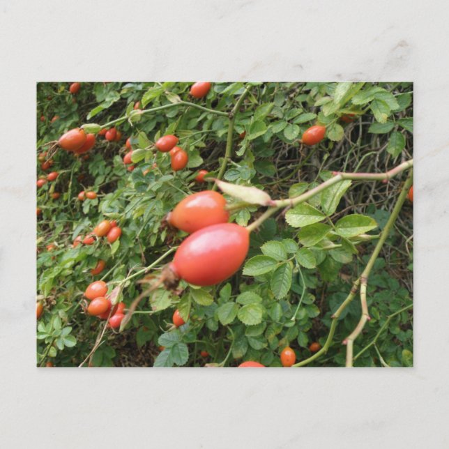 Juicy Red Rose Hips Postcard (Front)
