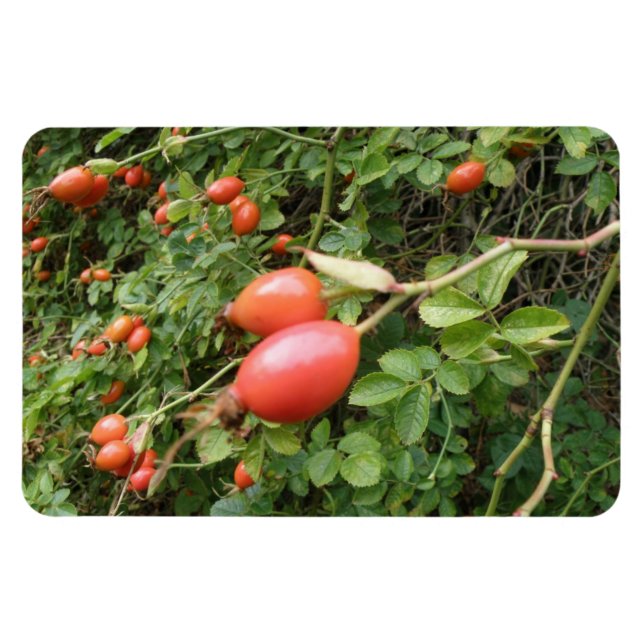Juicy Red Rose Hips Premium Magnet (Horizontal)