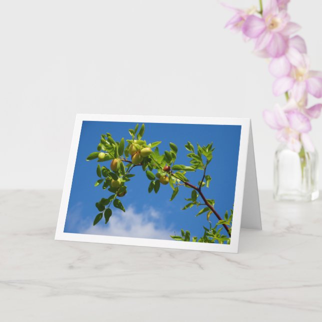 Jujube Fruit on Deciduous Tree Card (Orchid)