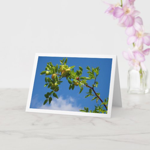 Jujube Fruit on Deciduous Tree Card