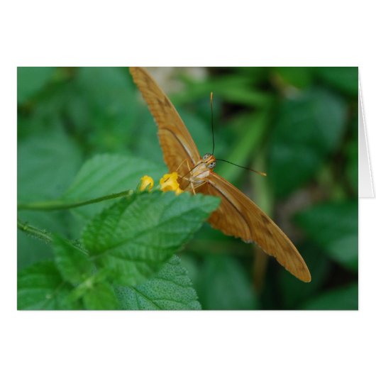 Julia Butterfly (Front Horizontal)