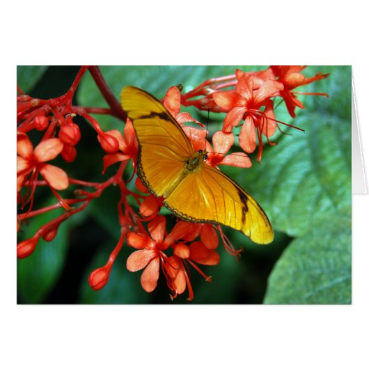 Julia Butterfly Cards (Front Horizontal)