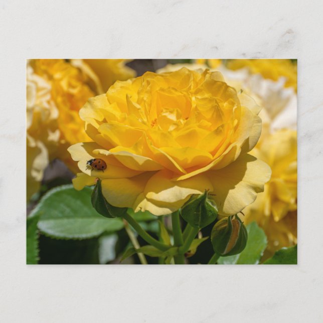 Julia Child Rose Postcard (Front)