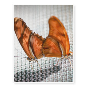 Julia Heliconian Dryas Julia Temporary Tattoos