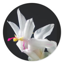 Julie’s Christmas Cactus
