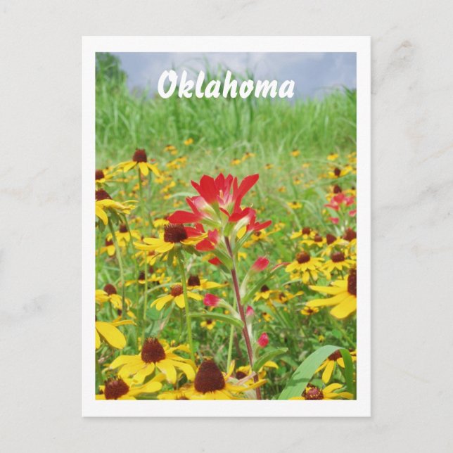 july2007 indian paintbursh, Oklahoma Postcard (Front)