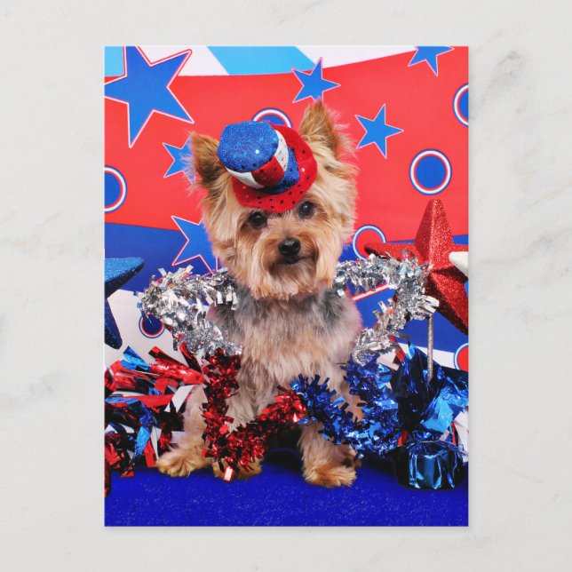 July 4th - Yorkie - Vinnie Postcard (Front)