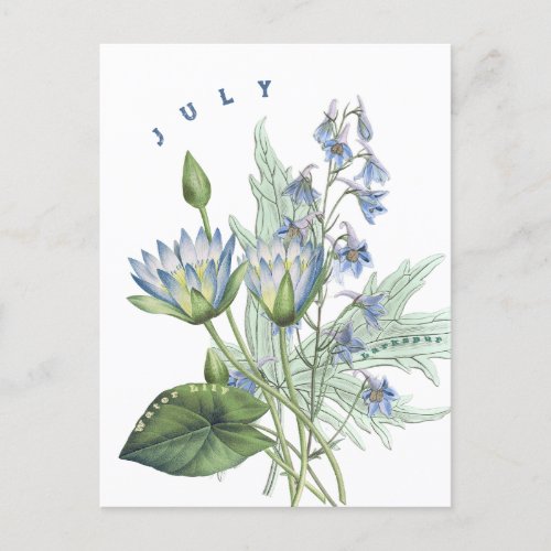 July Month Flowers Larkspur and Water Lily  Postcard