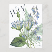 July Month Flowers Larkspur Water Lily Fancy