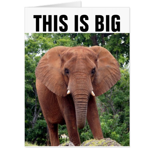 JUMBO OVERSIZED ELEPHANT BIRTHDAY CARD (Front)
