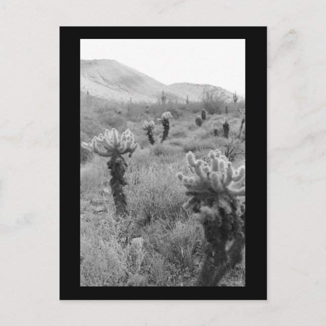 Jumping Cholla Cactus Desert B&W Photo Postcard (Front)