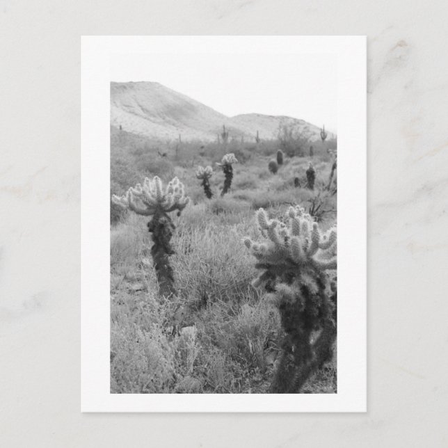 Jumping Cholla Cactus Desert B&W Photo Postcard (Front)