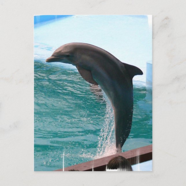Jumping Dolphin Postcard (Front)
