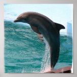 Jumping Dolphin Poster