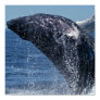 Jumping Humpback Whale  Poster