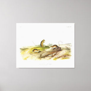 Jumping Mouse, or Meadow Jumping Mouse, by Audubon Canvas Print