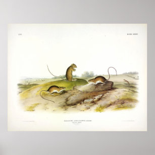 Jumping Mouse, or Meadow Jumping Mouse, by Audubon Poster