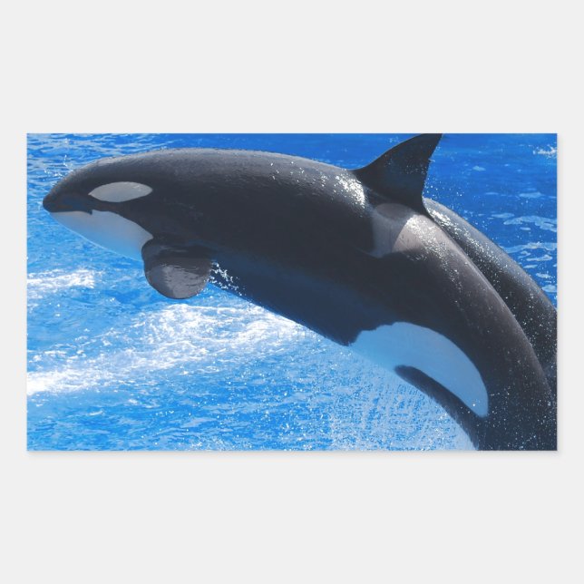 Jumping Orca Whale Rectangular Sticker (Front)