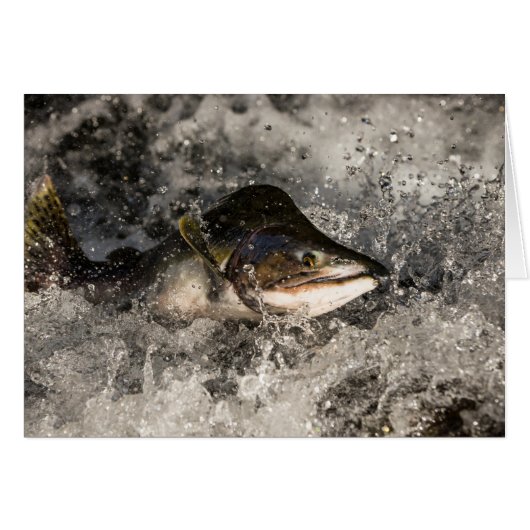 Jumping Salmon Cards (Front Horizontal)