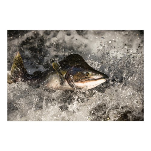 Jumping Salmon Photo Print