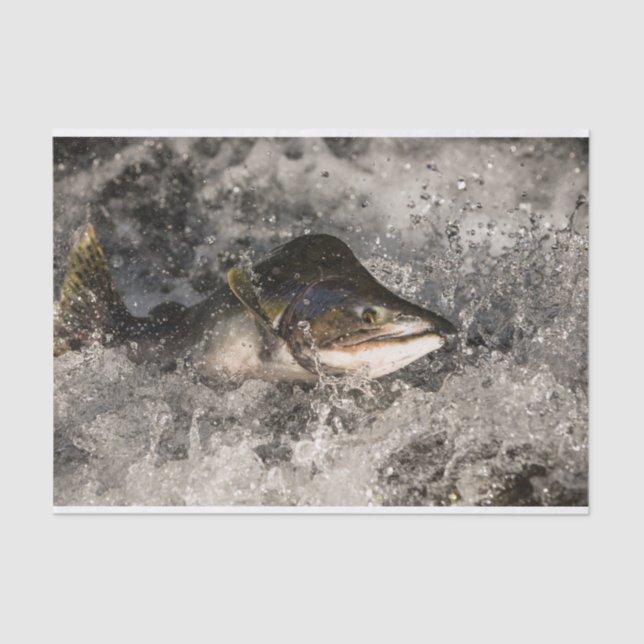 Jumping Salmon Tissue Paper (Front)