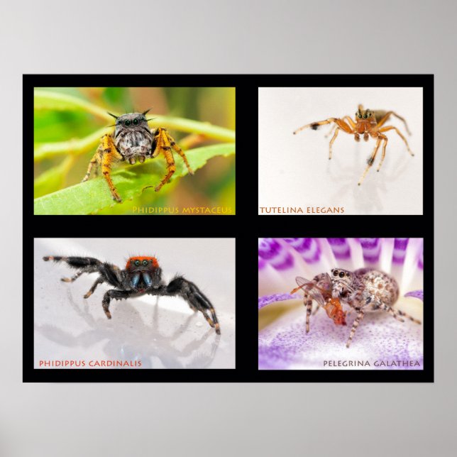 Jumping Spider set Poster (Front)