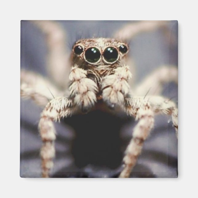 jumping spider square magnet (Front)