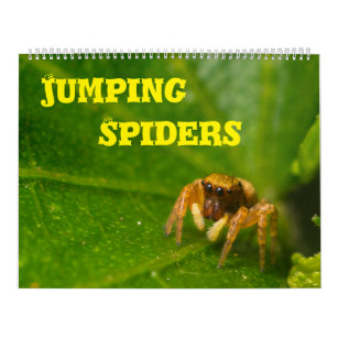 Jumping Spiders Calendar